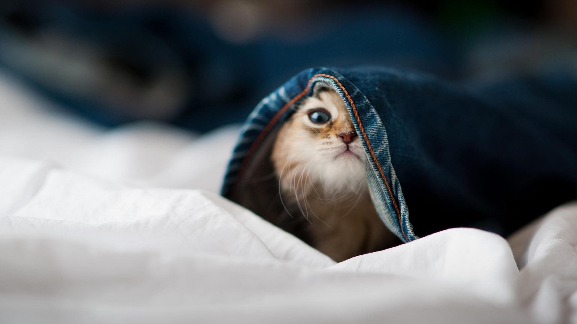 印度乒乓赛制全解:从技术到战术的多方位推进,印度乒乓球名将