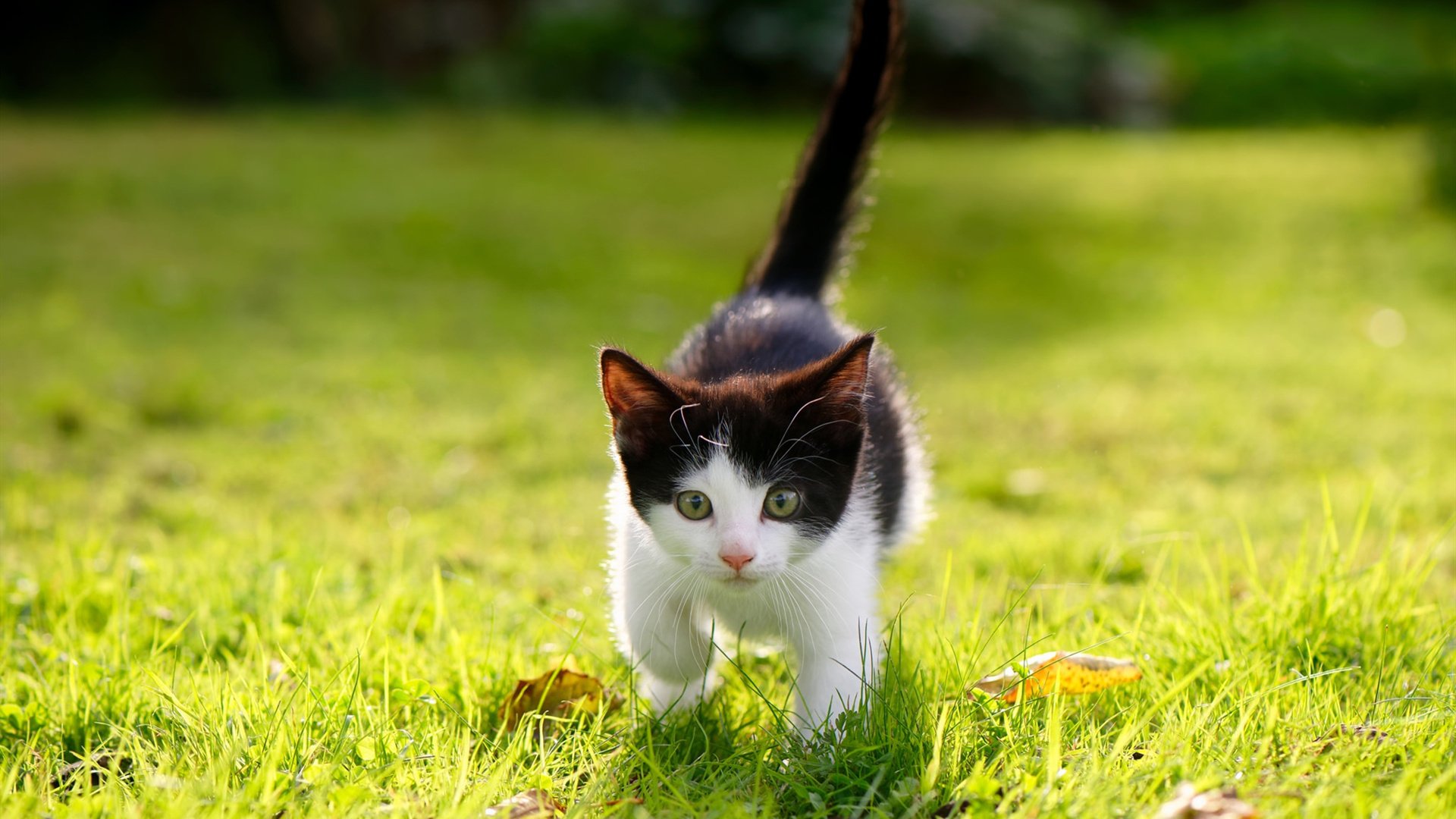 “霍斯特的防守艺术,成为南非羚羊队的致命武器”