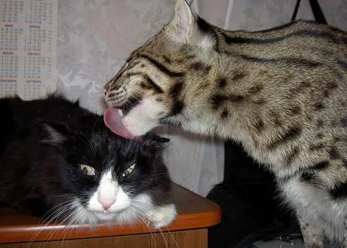 “霍斯特的防守艺术,成为南非羚羊队的致命武器”